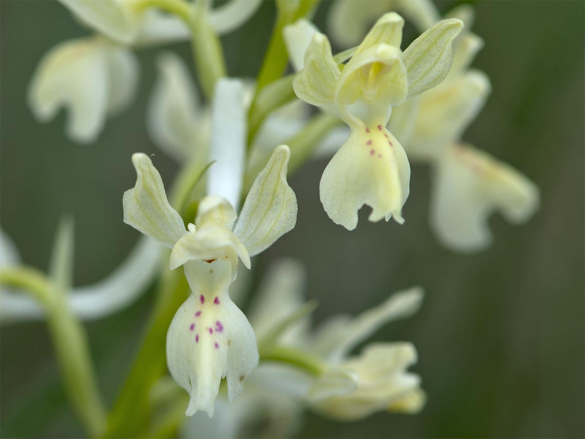 Orchis provincialis